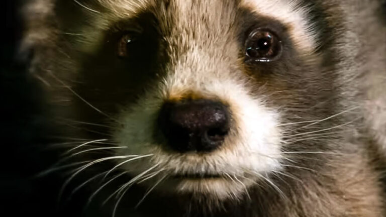 Guardians of the Galaxy Vol. 3